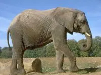 Elefanții, familie, viața, familia de elefanți, proboscidians voce, de sex masculin, atac, liderul