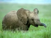 Elefanții, familie, viața, familia de elefanți, proboscidians voce, de sex masculin, atac, liderul