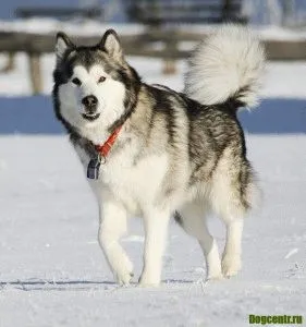 Dog Malamutul ingrijire adecvata de caine rasa Malamutul si puii sai