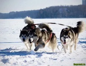 Dog Malamutul ingrijire adecvata de caine rasa Malamutul si puii sai