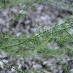 Sparanghel - cultivarea semințelor într-un teren deschis în țară și plantarea de grădină și de îngrijire, fotografie,