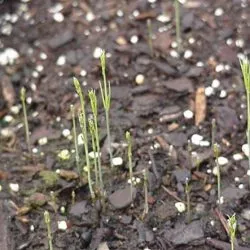 Sparanghel - cultivarea semințelor într-un teren deschis în țară și plantarea de grădină și de îngrijire, fotografie,