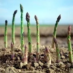 Sparanghel - cultivarea semințelor într-un teren deschis în țară și plantarea de grădină și de îngrijire, fotografie,