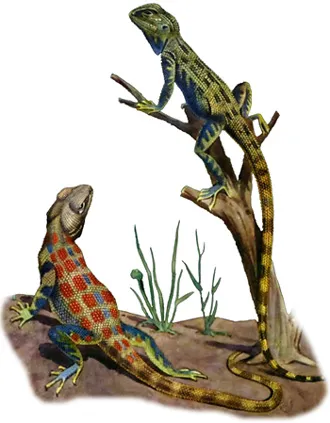 Agamas stepa, stepă agama (Agama sanguinolenta) Dimensiuni Greutate cântare scuturi aspect Agamas