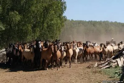 Статии за конете башкирски (прочети