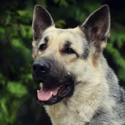 Central Asia Shepherd Alabai caracteristici și caracteristici