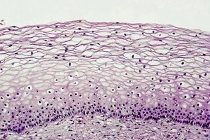 Structura de anatomie de col uterin, topografie, histologie