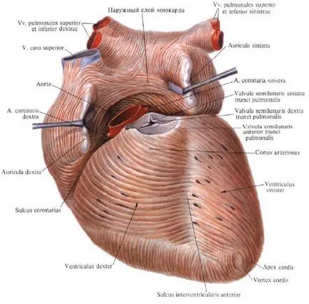 Structura anatomiei peretelui inimii în imagini