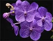 Orchid нарастващата технология - ботаника и селското стопанство