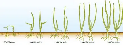 Tehnologia de cultivare ceapa