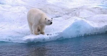 Top 10 hihetetlen történeteket a túlélés a sarkvidéki