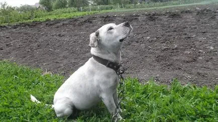 Thor, American Pit Bull Terrier, kutya, a háziállatok