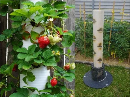 Технологията на отглеждане на ягоди на участък ликвидация