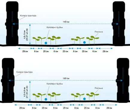 Tehnologia de cultivare ceapa