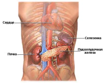 Producerea de enzime si hormoni in rinichi