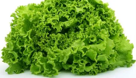 Cultivarea salata verde în seră de vânzare - elementele de bază de a începe o afacere, o gradina de legume pe fereastra