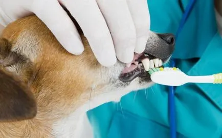 dentist veterinarul Bucuresti, adrese, prețuri, comentarii