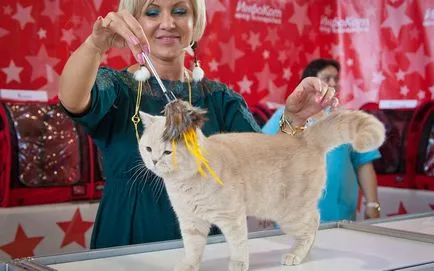 Cat Show 