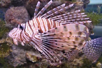 Воронеж Oceanarium подробно описание, адрес, снимка, ревюта