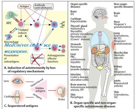 Caracteristici Vârsta ale sistemului imunitar