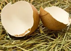 Eggshell pentru grădină