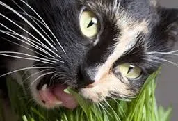 Chlorophytum грива и котки Защо котките ядат листата на Chlorophytum гребенест, както и дали то е вредно, цветя