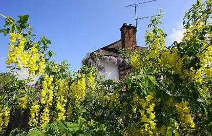 Hamei fotografii de plante, utilizarea în amenajare a teritoriului