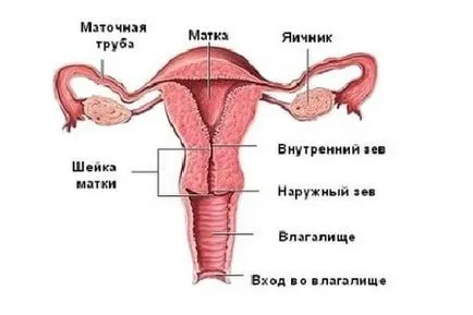 Petesejt és a spermium valamint mennyi idő van egy egyesülés