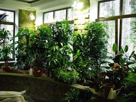 Зимна градина в апартамента на балкона с растения снимка дизайн
