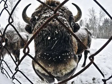 Bison în zona ryazasnkoy Oka Reserve Brikin Bor