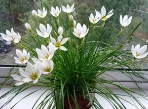 Zephyranthes грижи у дома, прехвърляне, размножаване, болест