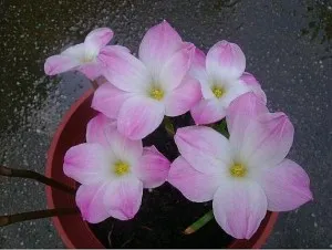 Zephyranthes de îngrijire la domiciliu, prin transfer, reproducere, boala