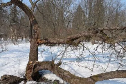 Megjegyzi, a régi kert - Közlöny termelő