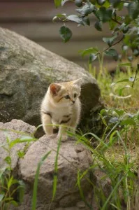 Запознайте се - на пясък котка или котка Barchan, градските котки