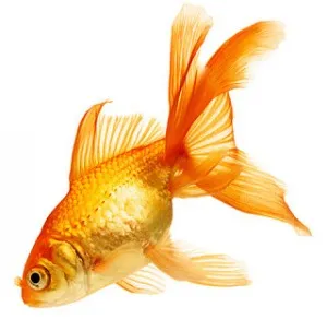 Goldfish într-un acvariu - Mituri și realitate