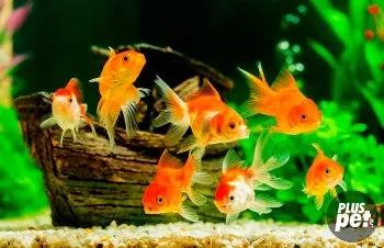 Goldfish kezelés és karbantartás az akváriumban