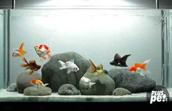 Goldfish kezelés és karbantartás az akváriumban