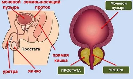 Усещането за парене в причините на простатата и тактиките от проучването