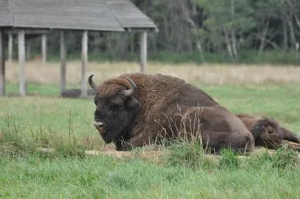 Zoo Mogilev (Fehéroroszország) - az egyik legérdekesebb látnivalója a város