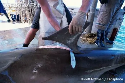 22 meggyőző bizonyíték arra, hogy a cápa - a legcsodálatosabb lények a tenger