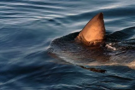 22 meggyőző bizonyíték arra, hogy a cápa - a legcsodálatosabb lények a tenger