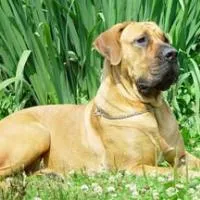 Boerboel african - caracter, fotografie și descrierea rasei