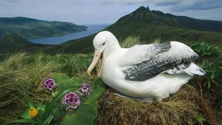 Albatros (Diomedea) de reproducere, fotografii, fapte interesante