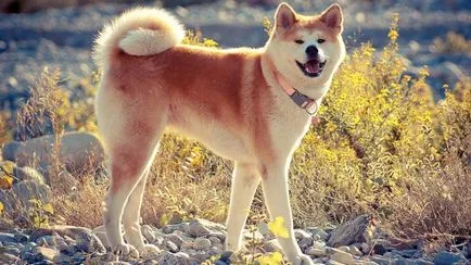 Akita Inu fotó, fajta leírás, a természet a japán kutyák, súly, magasság, ár