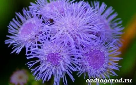 Ageratum цвете