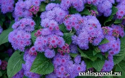 Ageratum цвете