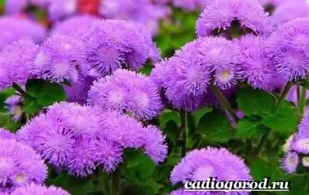 Ageratum цвете