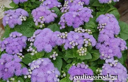 Ageratum цвете