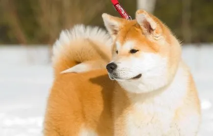 Акита Inu снимка, описание порода, естеството на японската кучета, тегло, височина, цена