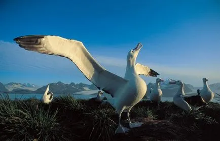 Albatros (Diomedea) de reproducere, fotografii, fapte interesante